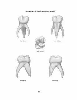 42 nápadů na nástěnce DH stomatologie, zuby, zubní