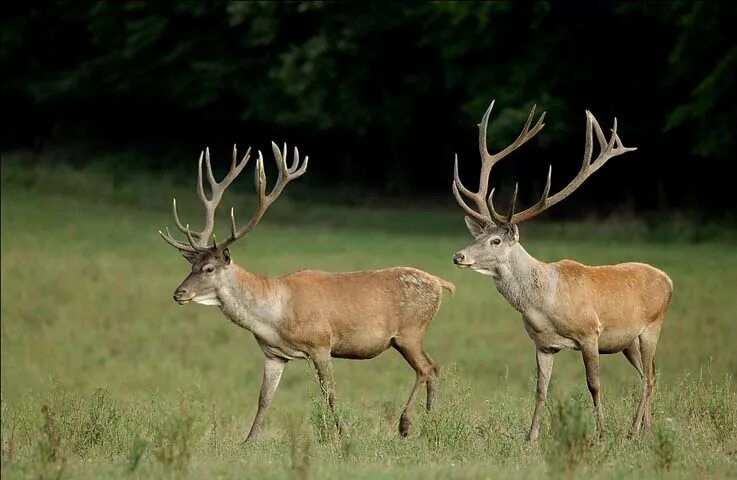 сибирский белохвостый олень. где водятся олени в россии. изюбрь вапити. европейский благородный олень сбоку. дикий северный олень ареал.