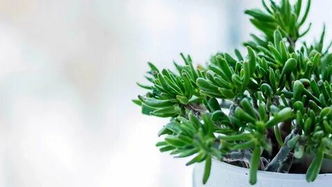 All year plants