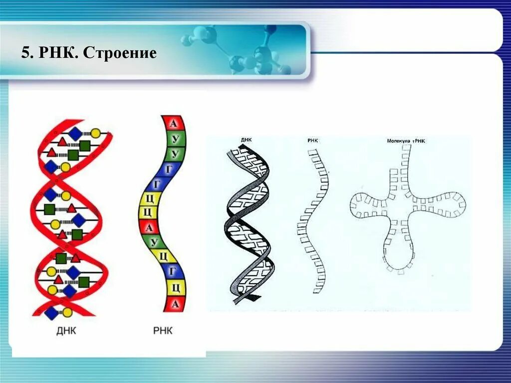 Схематическое строение РНК. Состав и строение РНК. ИРНК МРНК ТРНК РРНК. Схема строения РНК рисунок.