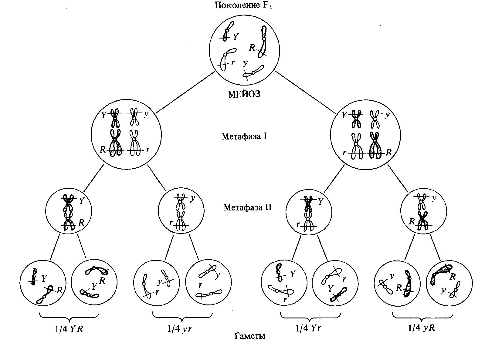 Схема распределения хромосом в мейозе. Генетическая схема мейоза. Расхождение хромосом в мейозе. Схема мейоза редукционное деление.