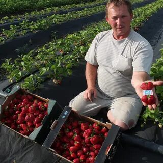 Клубника белореченск