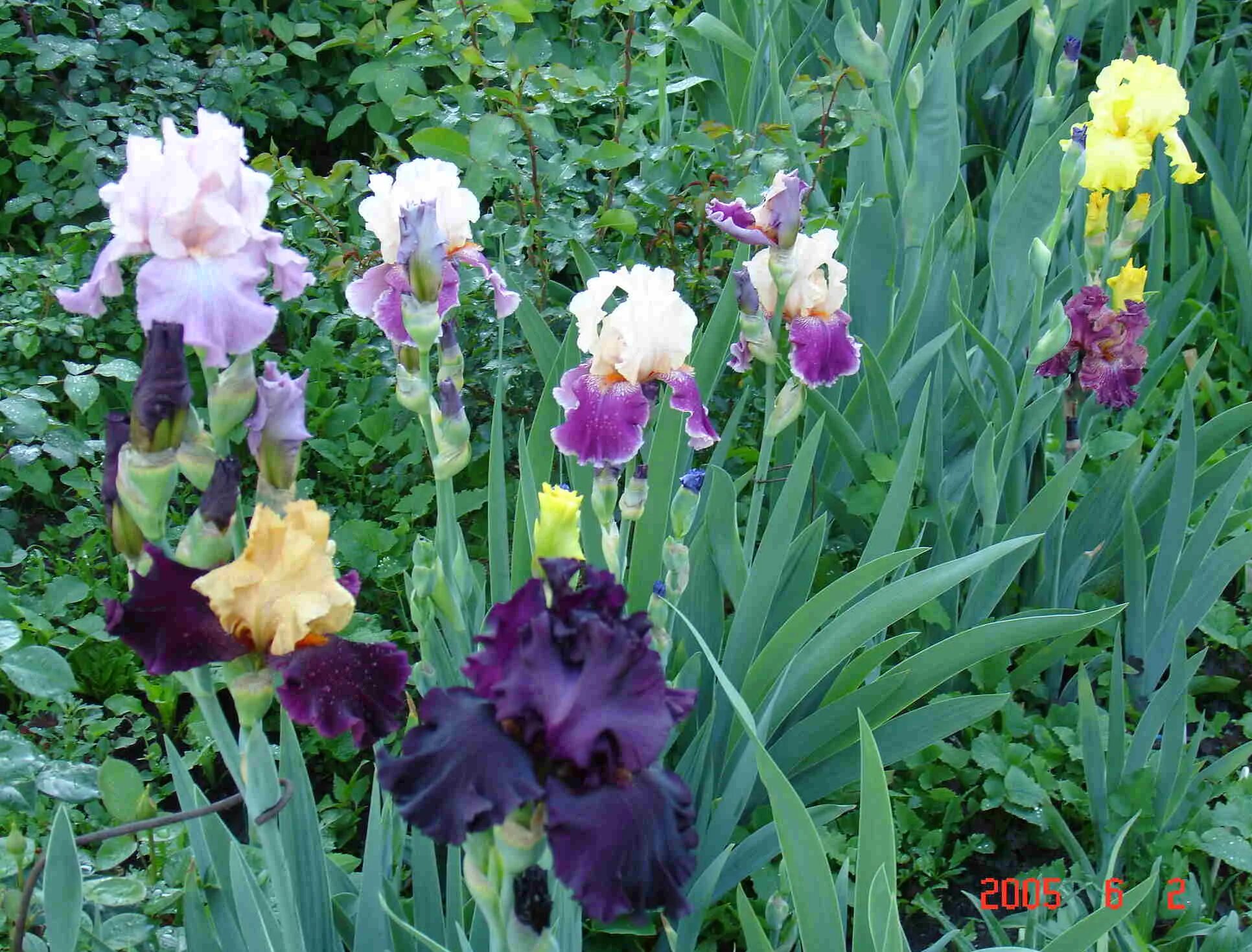 ирис германский heartstring strummer. ирис германский арпеж. ирис бородатый "космик данс". ирис зерноград. ирис соболева зерноград.