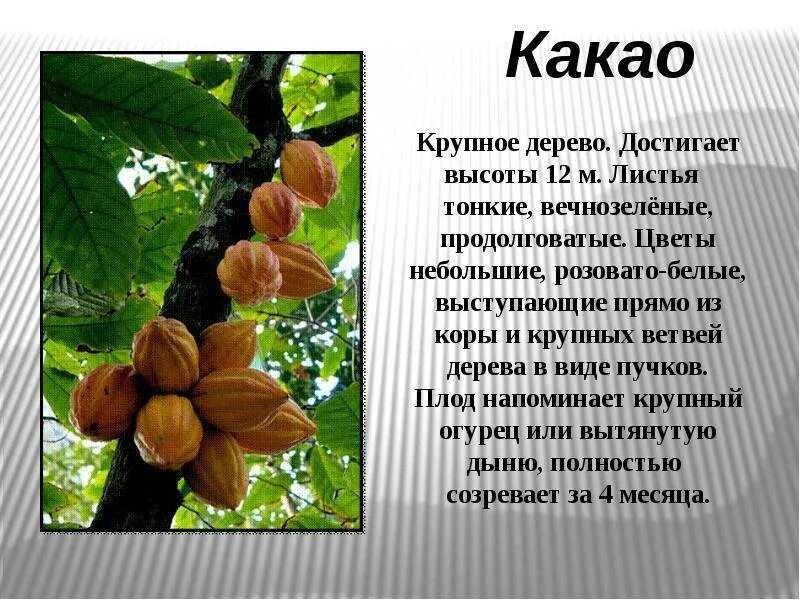 Какао происхождение растения. Плоды шоколадного дерева. Доклад о какао. Какао-дерево. Какао происхождение растения.