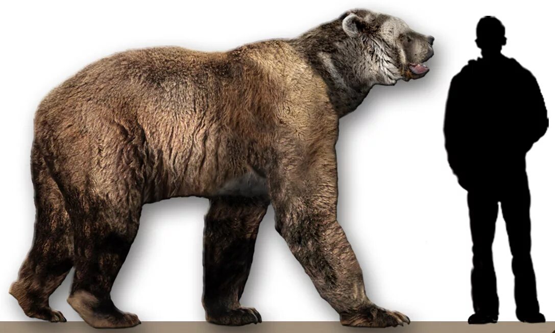 Гигантский Короткомордый медведь. Короткомордый пещерный медведь. Арктодус Симус медведь. Древний Короткомордый медведь.