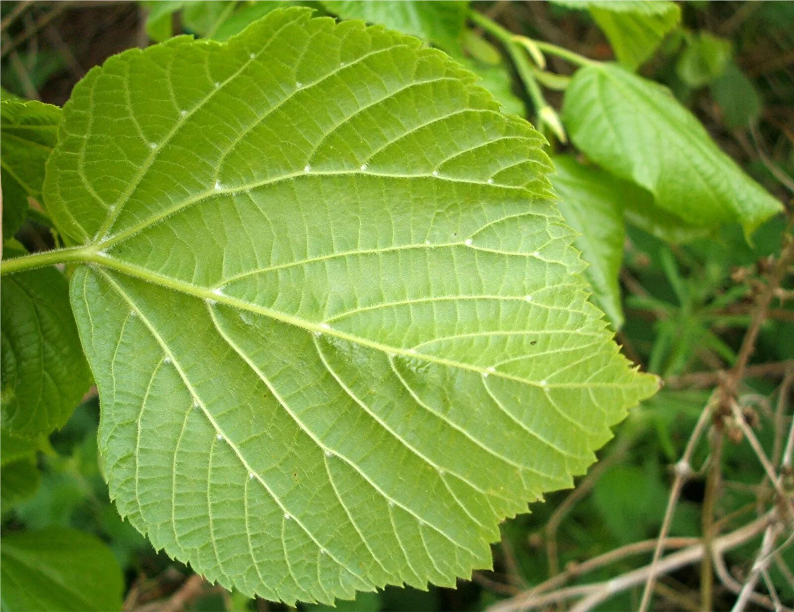 Липа крупнолистная Рубра. Липа крупнолистная широколистная. Tilia platyphyllos листья. Липа мелколистная лист. Тин лист