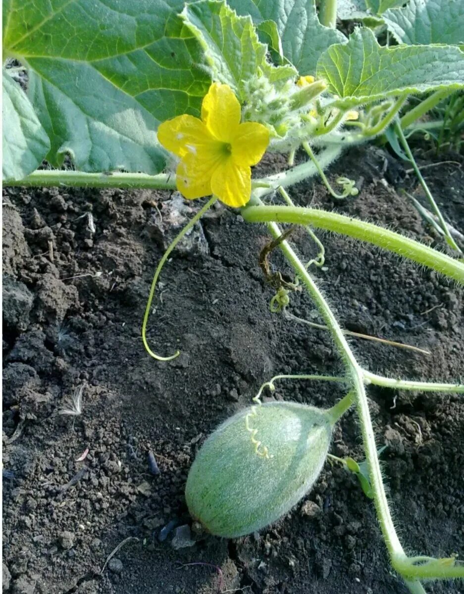 Огурдыня плоды. Огурдыня рассада. Огурдыня листья. Огурдыня куст. Посадка дыни в открытый грунт