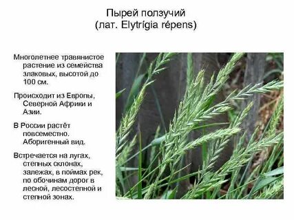 Пырей ползучий описание растения