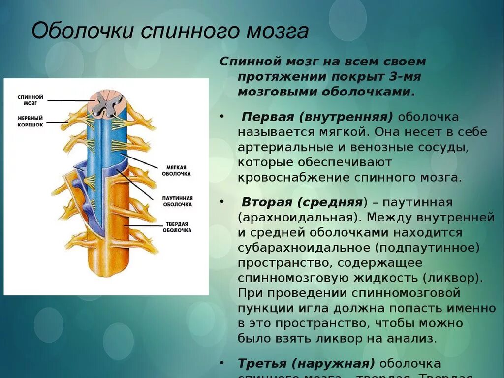 Какие 2 функции выполняет спинной мозг. Перечислите оболочки спинного мозга. Функции твердой оболочки спинного мозга. Паутинная оболочка спинного мозга строение. Строение твердой оболочки спинного мозга.