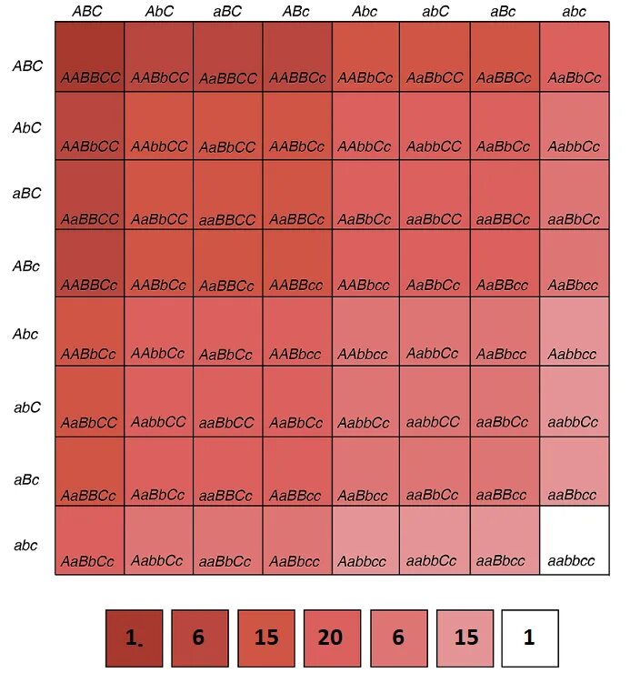 Таблица Пеннета AABBCC AABBCC. AABBCC AABBCC скрещивание. Организм с генотипом AABBCC.