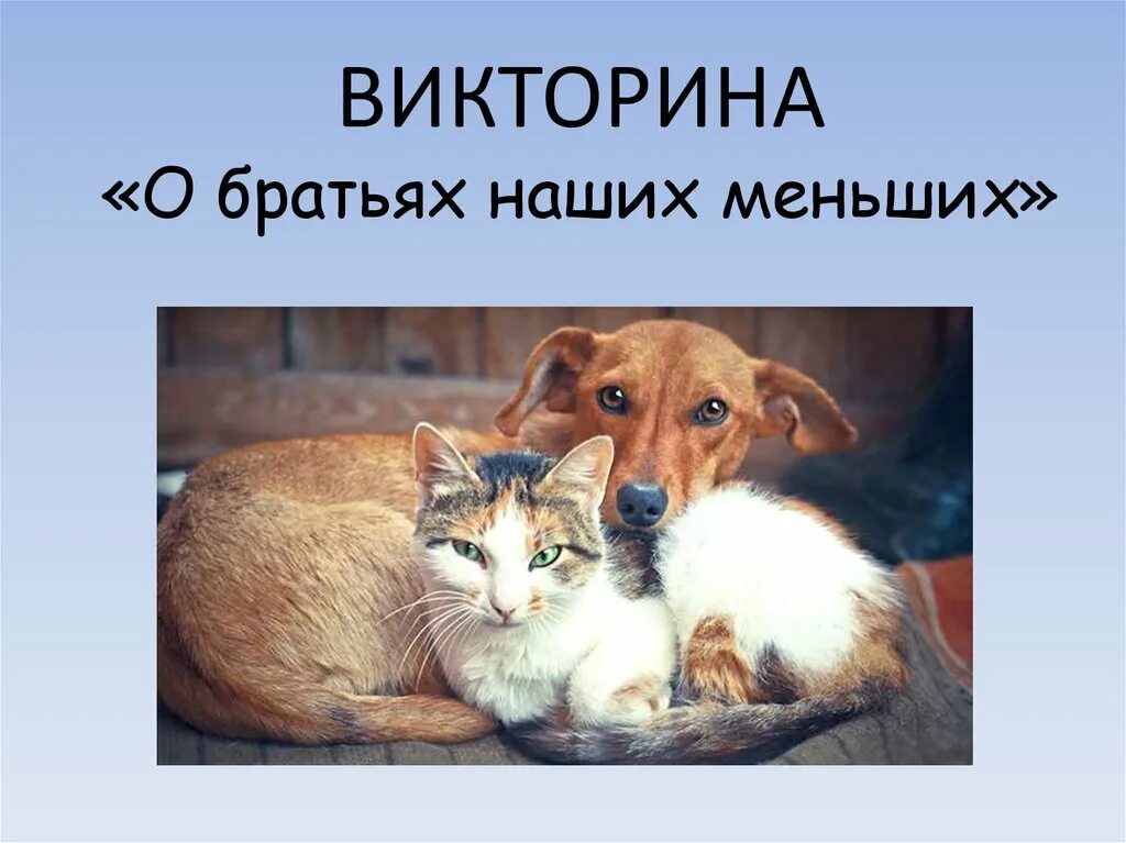 Братьев наших меньших никогда. Братьев наших меньших никогда. Братьев наших меньших никогда. Есенин и зверье как братьев наших меньших. Друзья наши меньшие рисунок.