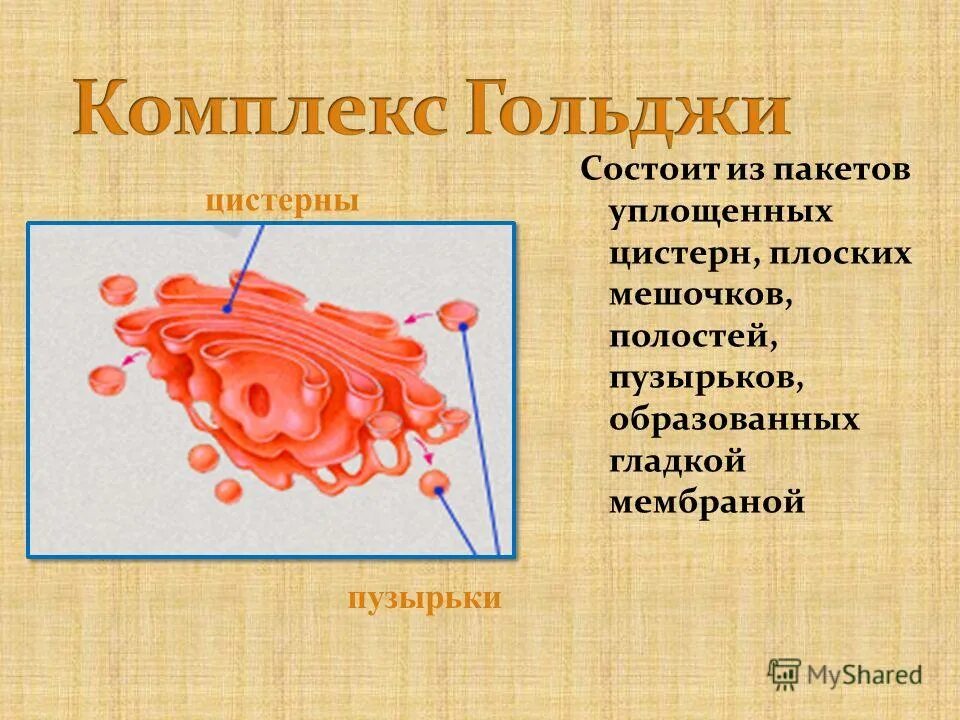 Функции аппарата гольджи в клетке. Строение аппарата гольджи и ее функции. Эндоплазматическая сеть строение. Аппарат гольджи строение органоида. Цис полюс аппарата гольджи.