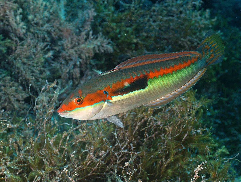 Черноморская рыба 6 букв. Черноморская рыбка губан. Губан зеленушка черное море. Морской Юнкер радужник рыба. Глазчатый губан.