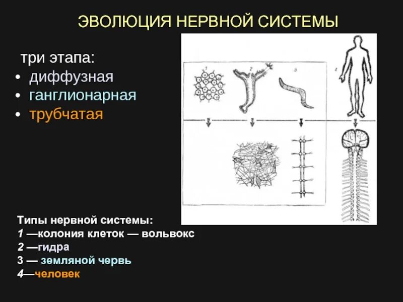 Диффузно разбросанная нервная система. Типы нервной системы диффузная трубчатая. Типы нервной системы Узловая трубчатая. Трубчатая нервная система строение. Типы нервной системы диффузная лестничная Узловая трубчатая.