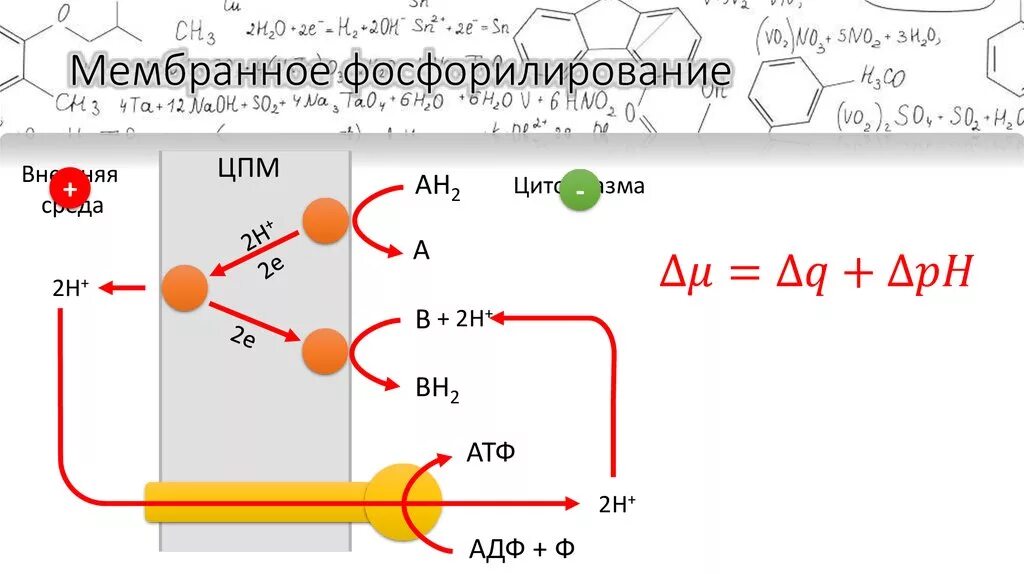 Субстратное атф. Схема мембранного фосфорилирования. Мембранное и субстратное фосфорилирование. Мембранное фосфорилирование бактерий. Фосфорилирование АТФ.