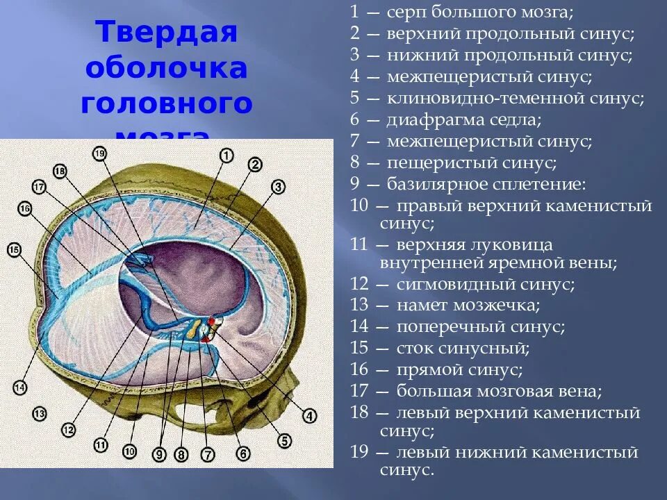 Синус оболочки мозга