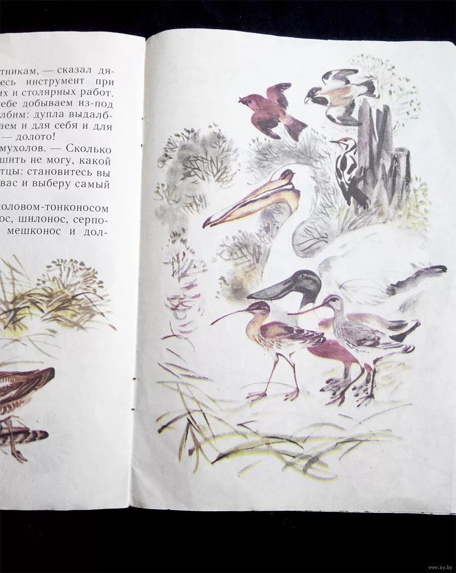 бианки чей нос лучше иллюстрации. бианки чей нос лучше рисунок для читательского дневника. бианки чей нос лучше иллюстрации. в. бианки в.