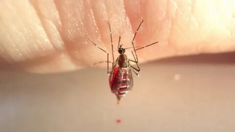 Какие насекомые питаются кровью