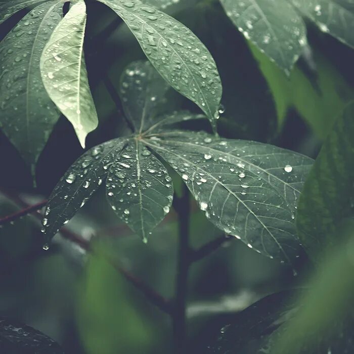 Звуки природы дождя слушать. Звук дождя. Звуки природы шум дождя. Звук дождя слушать. Звуки природы дождь музыка альбом.