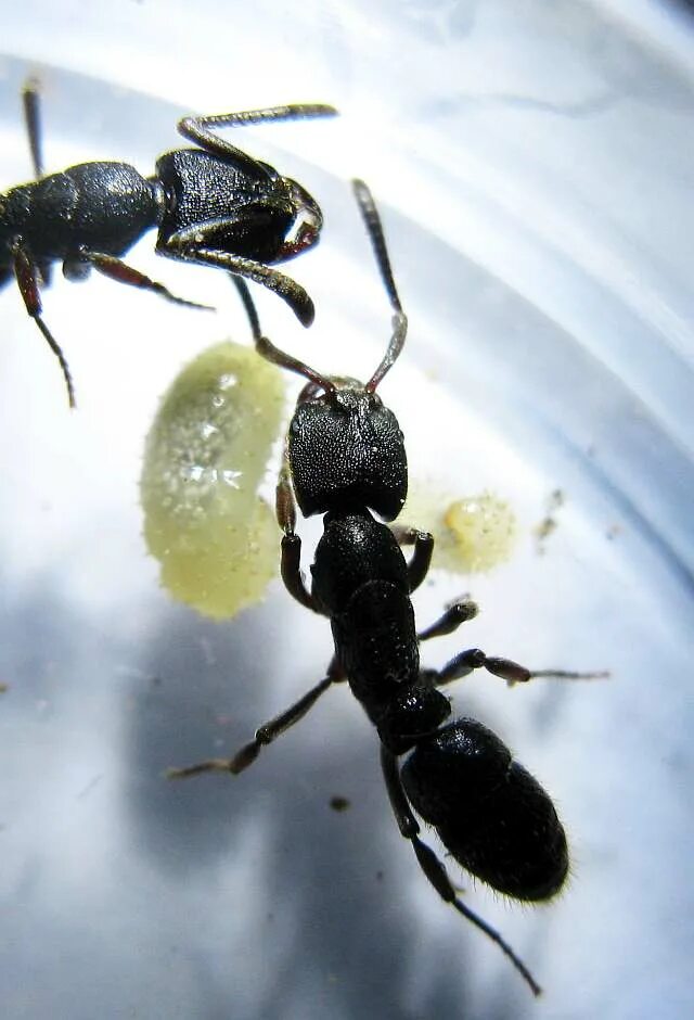 Odontoponera transversa. Красногрудый муравей-древоточец. Муравей понерин. Ectomomyrmex astutus.