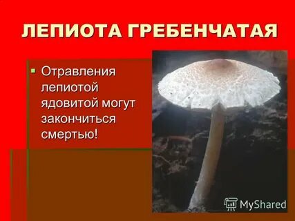 Ядовитые грибы обж 8 класс