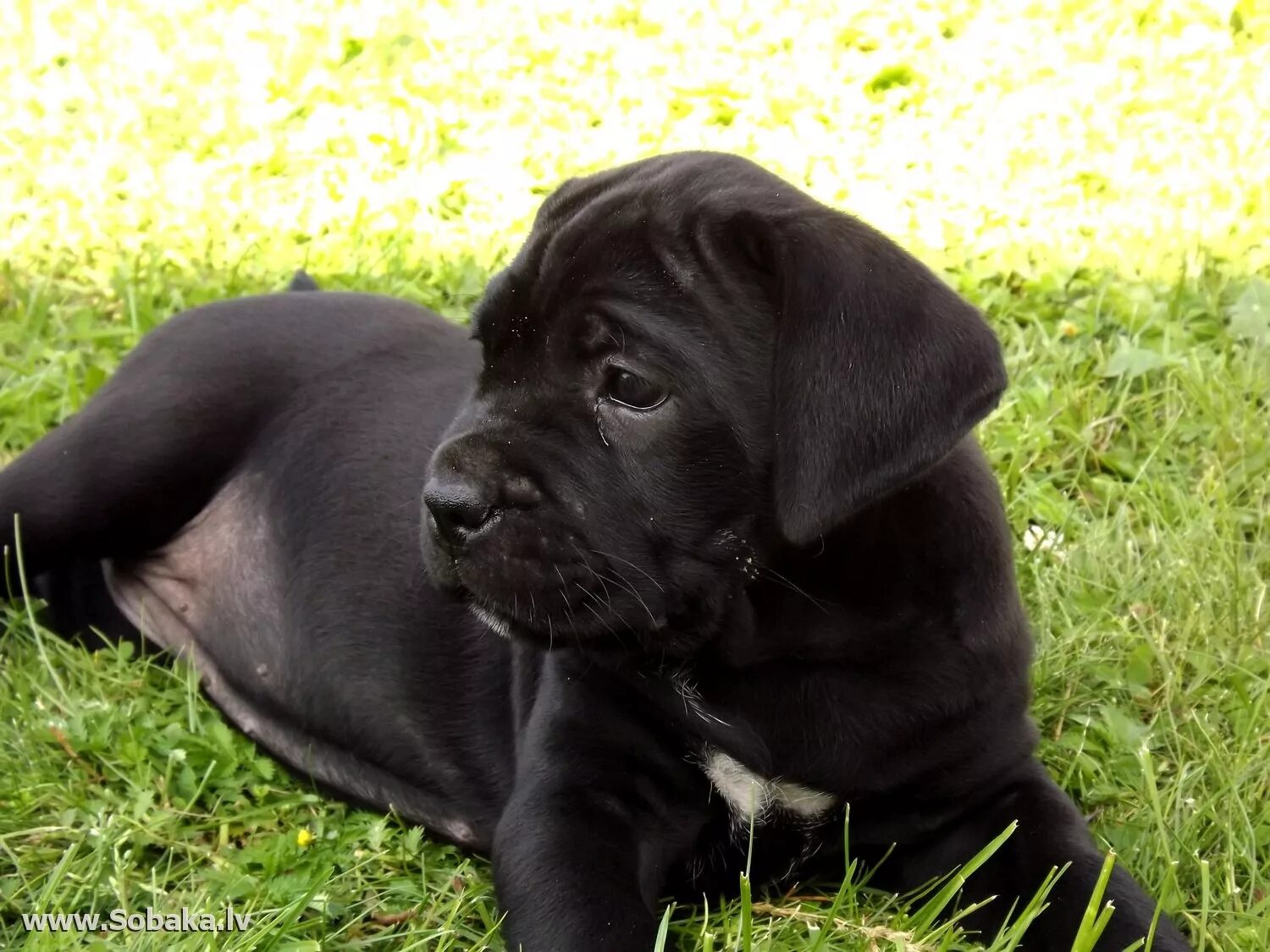 коне кросс 3 месяца. кане корсо 3 месяца. кане корсо 3 месяца. кане корсо 3 месяца. кане корсо собака.