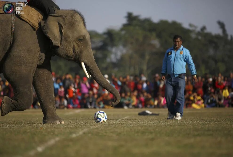 играй со слоном