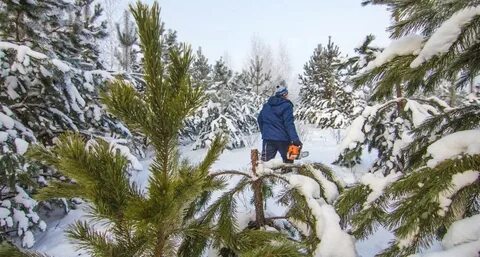 Как получить елку в лесничестве