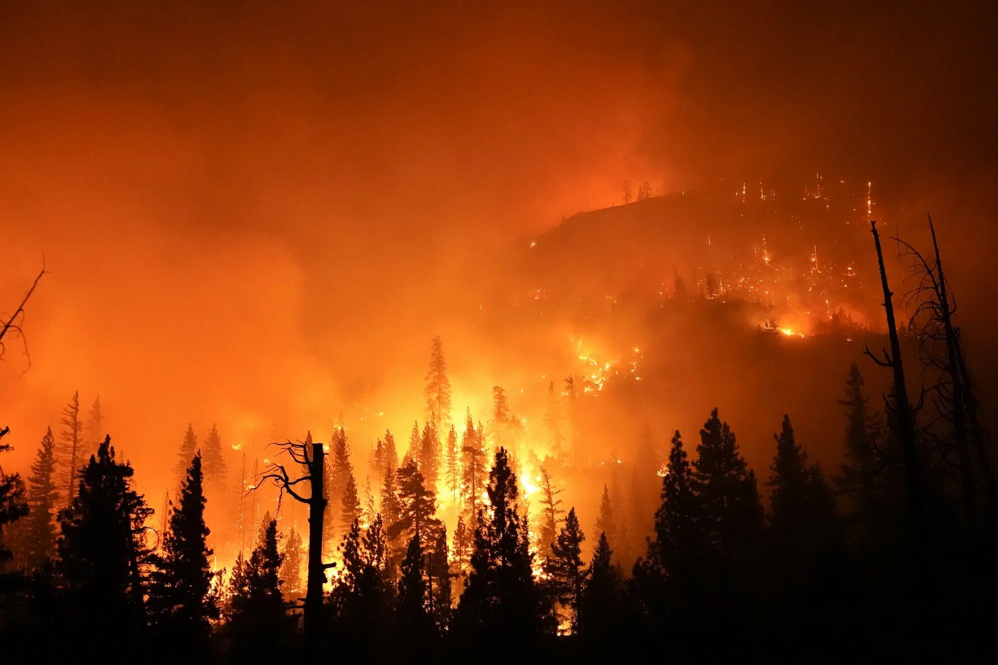 Лесные пожары видео. Лесные пожары. Красивый Лесной пожар. Пожар красивое фото. Лесной пожар фото.