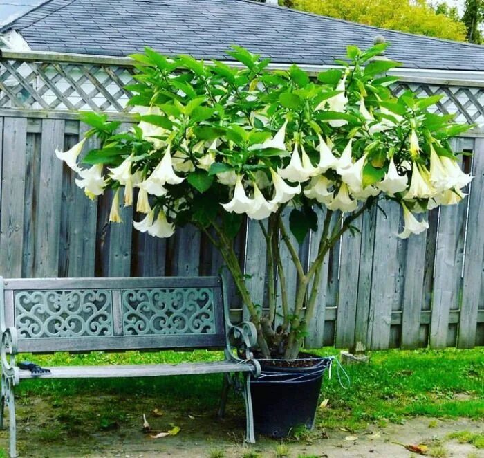Amazon.com: Trumpet Lily