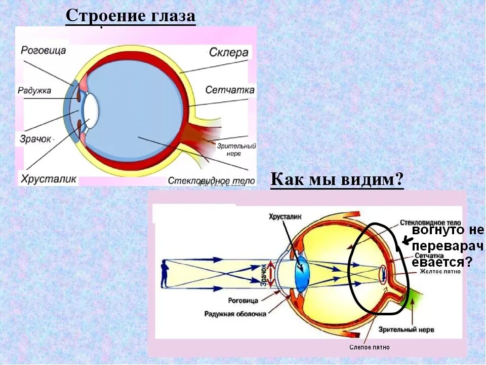 К оптической системе глаза относятся роговица хрусталик. Оптическая система глаза. Роговица хрусталик стекловидное тело. Строение зрительной системы. Оптическая система глаза хрусталик.