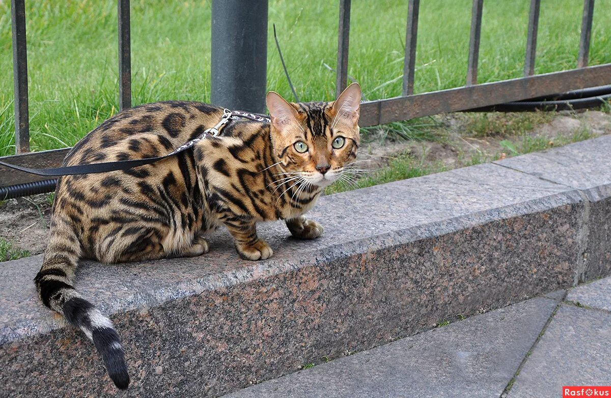 бенгальская кошка. бенгальский кот. бенгал шарм ютуб. ист бенгал хопс. кот бенгал.
