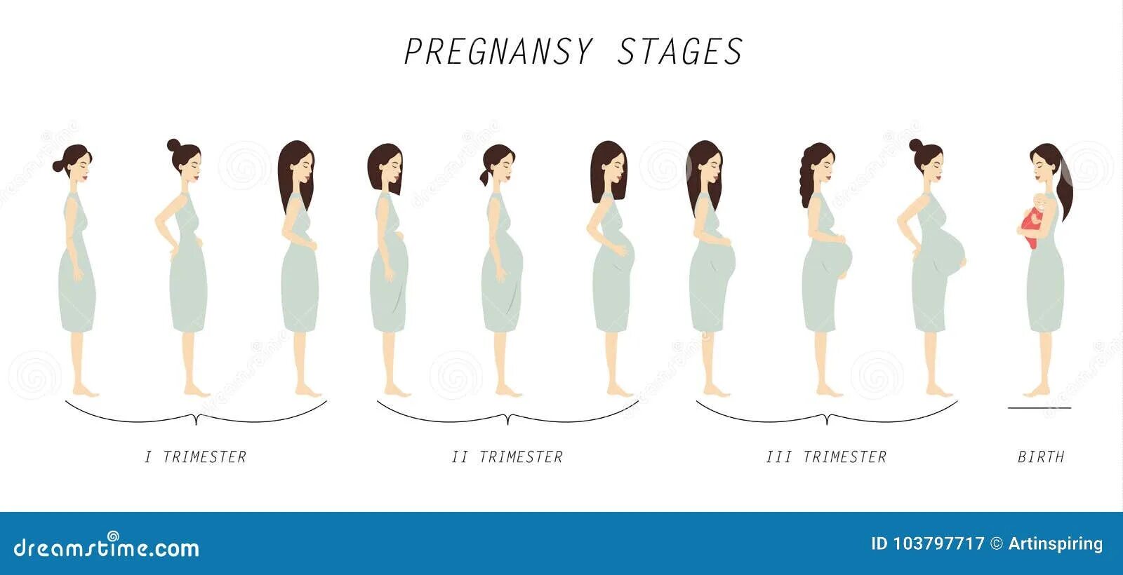 Как проходят триместры. Триместры беременности по неделям. Этапы беременности по месяцам. 1 Триместр по этапам. Сроки беременности в картинках.