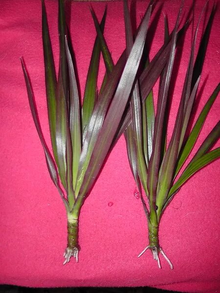 Черенковать драцену. Проросшие черенки драцены. Драцена дает корни. Драцена дает корни. Корни у пальмы драцена.