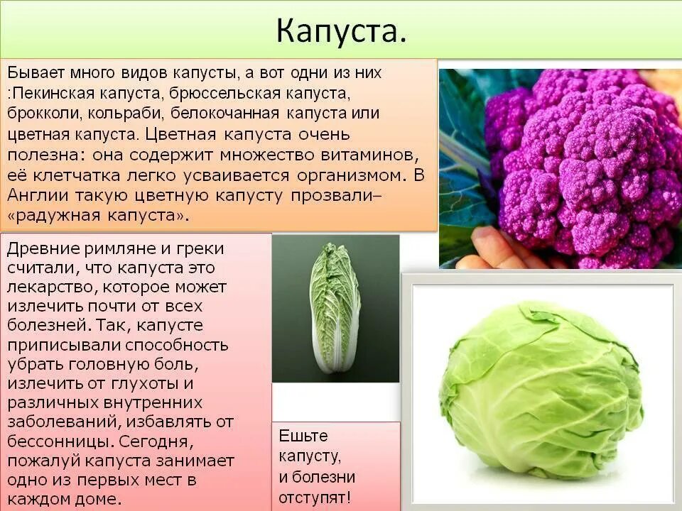 Кочанная капуста кольраби. Цветная капуста белокочанная капуста кольраби. Вилт капусты. Сообщение о капусте. Можно ли капусту вечером