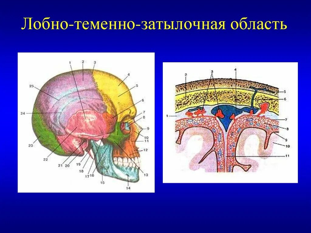 Слои свода. Лобно-теменно-затылочная область топографическая анатомия. Топография лобно теменно затылочной области. Голова топографическая анатомия лобно теменно затылочная. Топография лобно теменно затылочной области послойная.