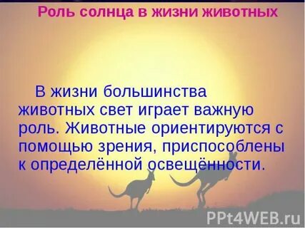 Свет в жизни животных