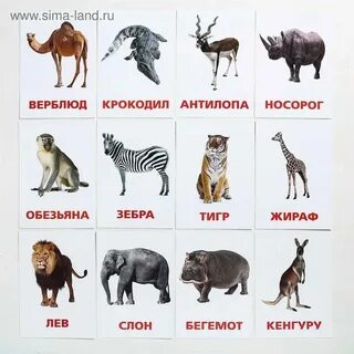 Включи назови животных