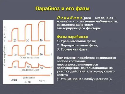 Фазы физиология