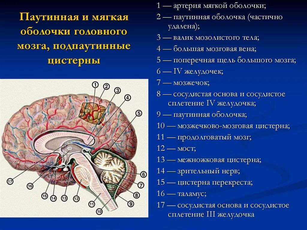 Полости мозга заполнены. Паутинная оболочка. Подпаутинные цистерны. Задняя мозжечково-мозговая цистерна. Топография цистерн головного мозга. Цистерны паутинной мозговой оболочки.