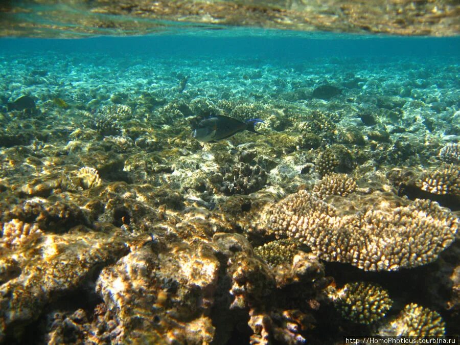 Какое море в шарм эль. Красное море египет шарм эль шейх фото.