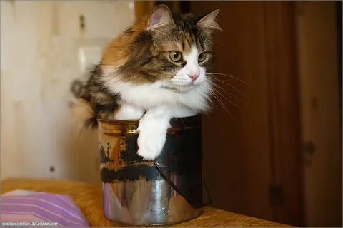 Бюджетные кошки