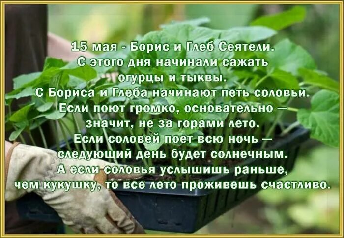 Приметы на 15 мая 2025 года. День бориса и глеба 15 мая.