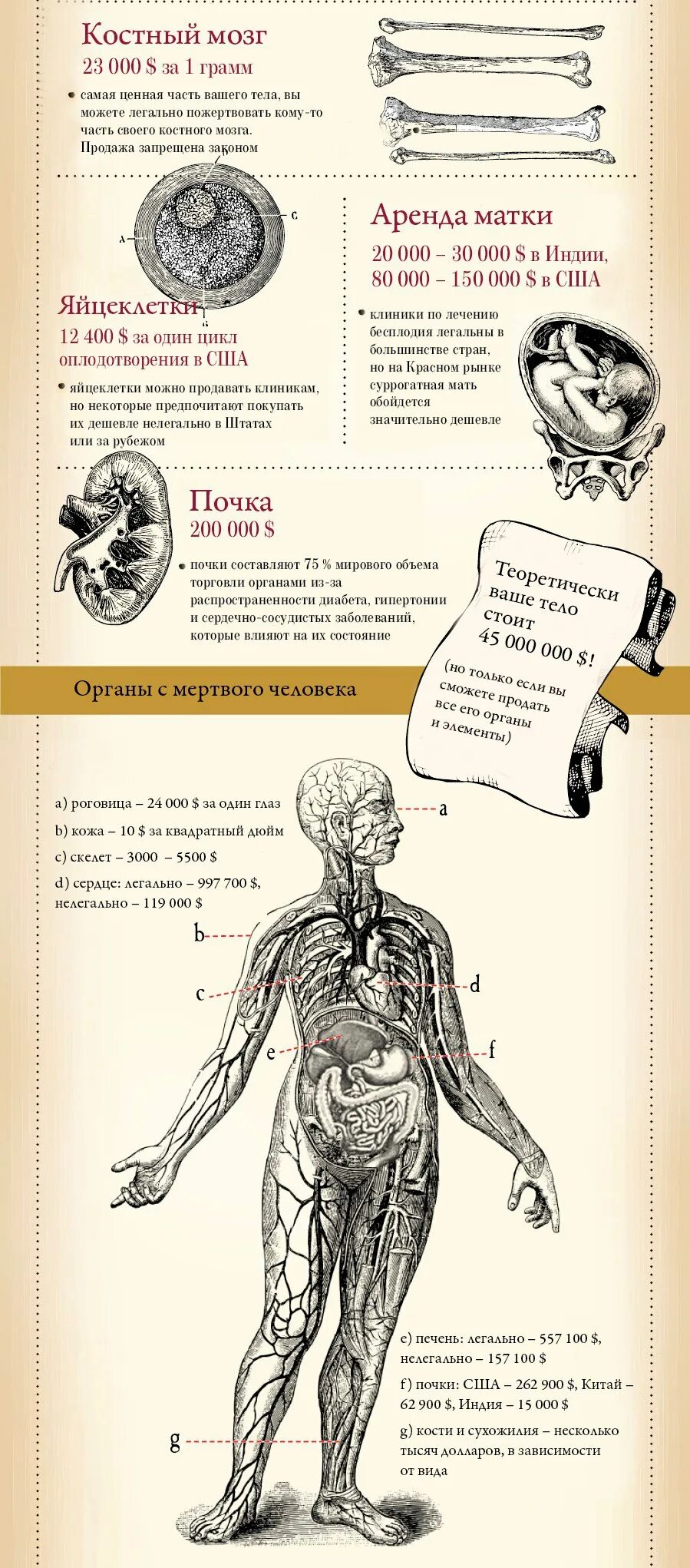 Продажа органов человека. Сколько стоят органы человека. Расценки человеческих органов на черном рынке. Черный рынок человеческих органов. Стоимость органов человека на черном.