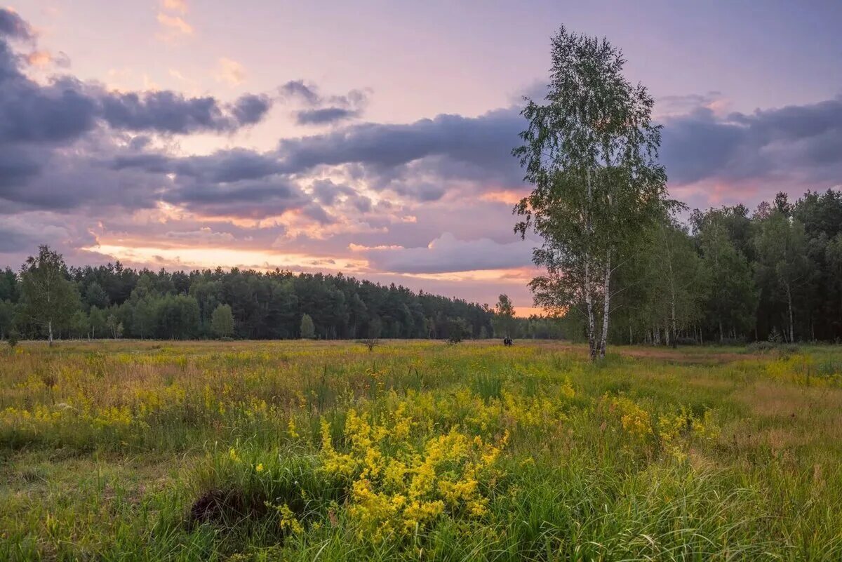 Природа Вологодской области. Луга Вологодской области. Лето в Вологодской области. Луга Вологодчины. Природа средней полосы россии текст