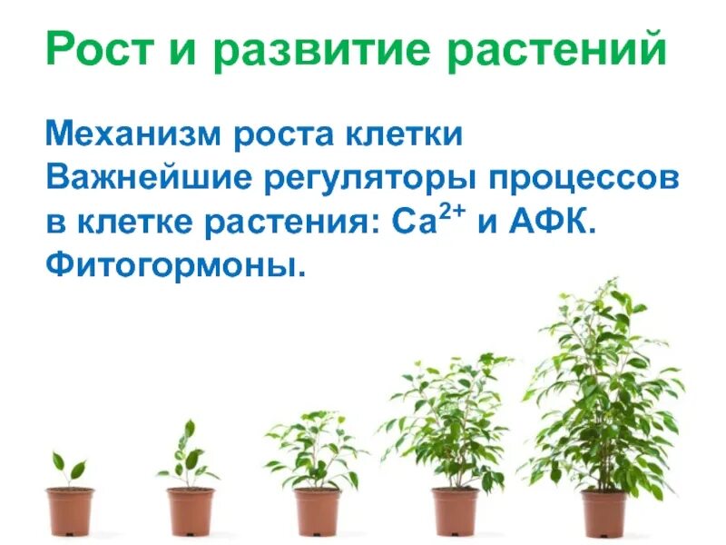 Рост и развитие растений. Стадии роста растений. Рост растений. Стадии развития растений. Признаки описывающие рост растения