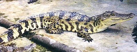 Табиғатта жыныстық қатынас