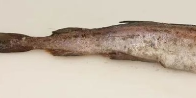 минтай фото рыбы с головой