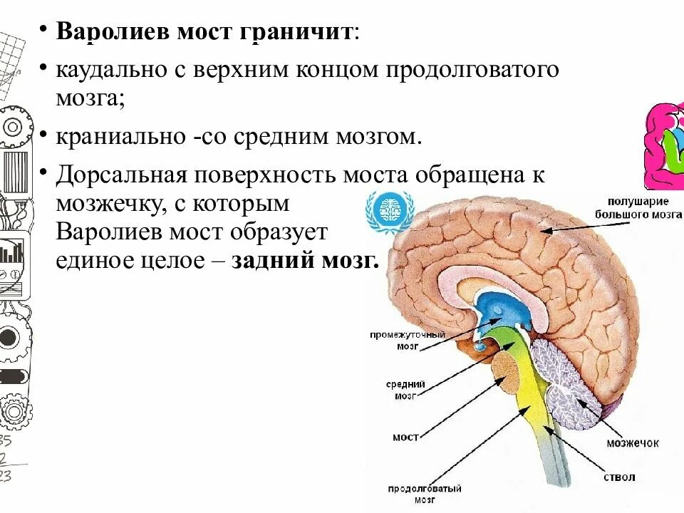 Мост мозга кратко. Строение головного мозга варолиев мост. Головной мозг варолиев мост. Отделы головного мозга варолиев мост. Функции варолиева мозга.