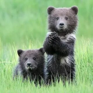 Little baby bear
